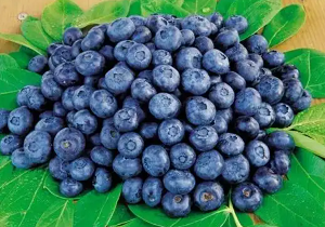 IFQブルーベリー